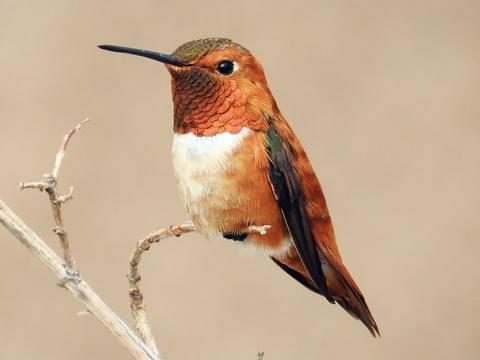 The only birds that can fly in various directions are hummingbirds